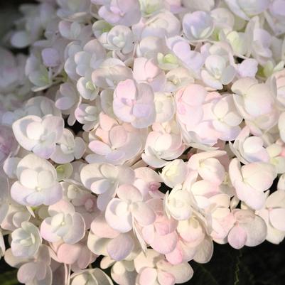 Hydrangea macrophylla Endless Summer® Collection Endless Summer® Blushing Bride®