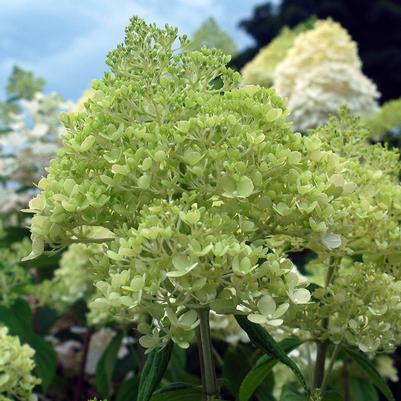 Hydrangea paniculata 'Limelight'