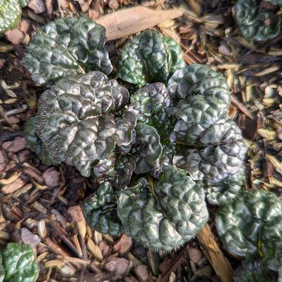 Ajuga pyramidalis 'Metalica Crispa'