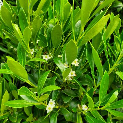 Ilex glabra 'Shamrock'