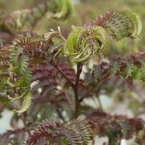 Albizia julibrissin 'Summer Chocolate'