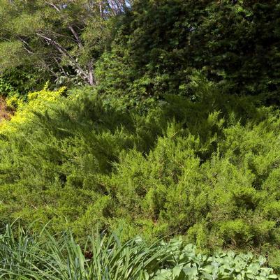 Juniperus chinensis Sea Green