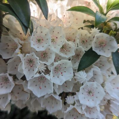 Kalmia latifolia 'Elf'
