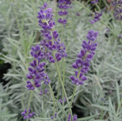 Lavandula angustifolia 'Hidcote'