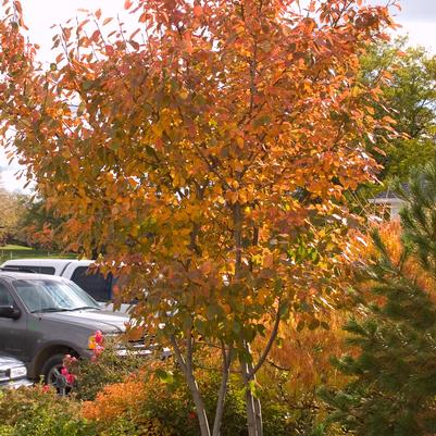 Amelanchier × grandiflora 'Autumn Brilliance'