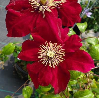 Clematis x 'Charmaine'