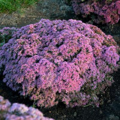 Sedum x Rock 'N Round® 'Pride and Joy'