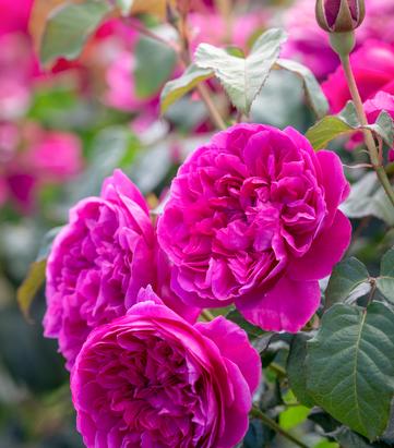 Rosa 'James L. Austin'
