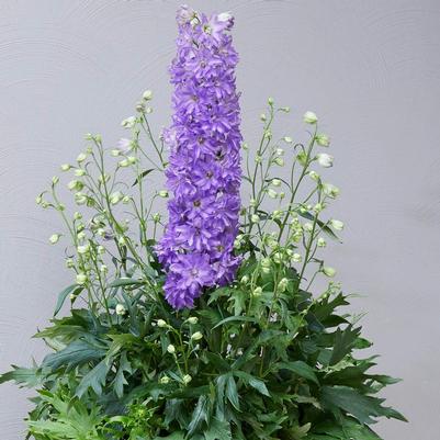 Delphinium x Delgenius™ 'Breezin'