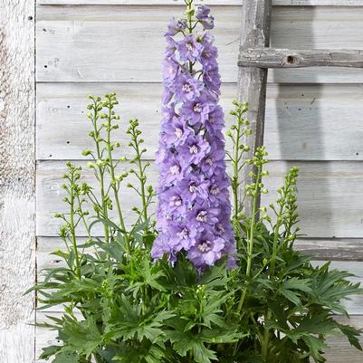 Delphinium x Delgenius™ 'Shelby'