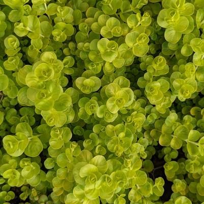Lysimachia nummularia 'Aurea'