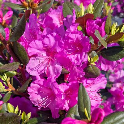 Rhododendron x Black Hat®