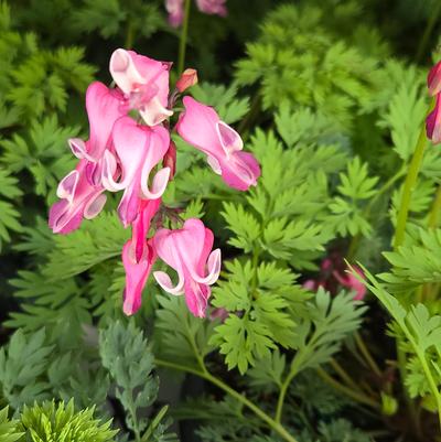 Dicentra x 'Pink Diamonds'