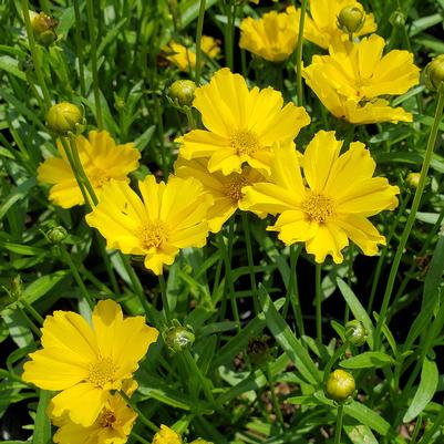 Coreopsis Li'l Bang™ 'Goldilocks'