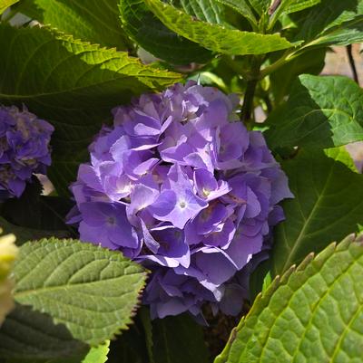 Hydrangea macrophylla Azure Skies™