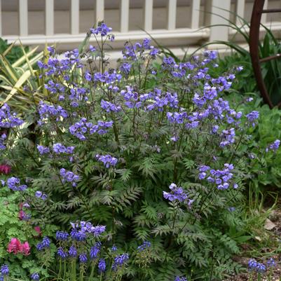 Polemonium x 'Heaven Scent'