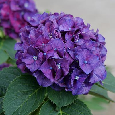 Hydrangea mac. Wee Bit Grumpy®