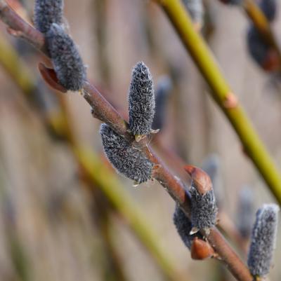 Salix chaenomeloides Black Cat®