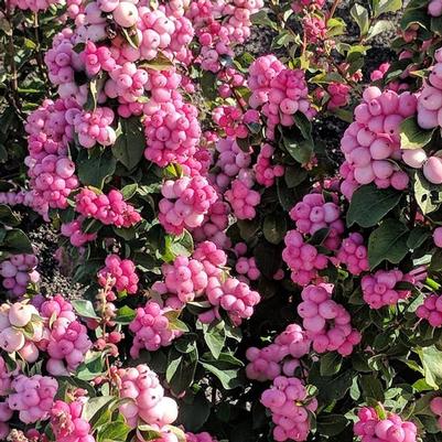 Symphoricarpos doornbosii Pinky Promise™