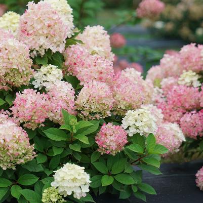 Hydrangea paniculata Fire Light Tidbit®
