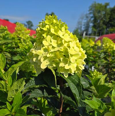 Hydrangea paniculata Limelight Prime®