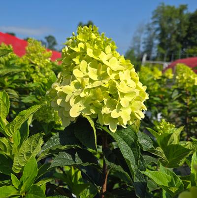 Hydrangea pan. Limelight Prime®