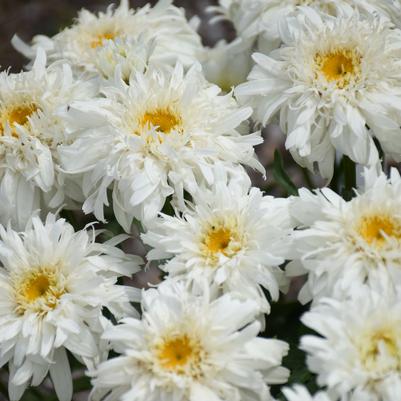 Leucanthemum superbum Amazing Daisies® 'Marshmallow'