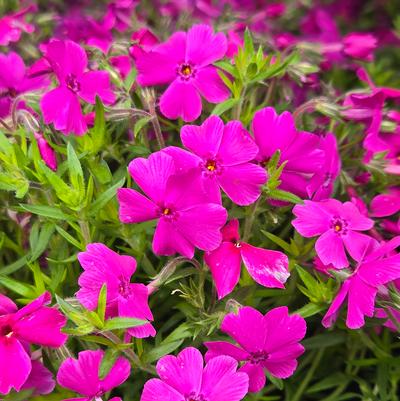 Phlox subulata Spring Hot Pink