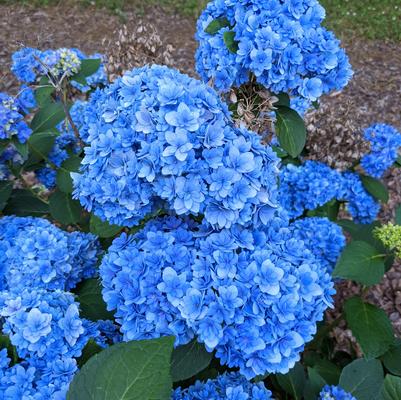 Hydrangea macrophylla Double Down®