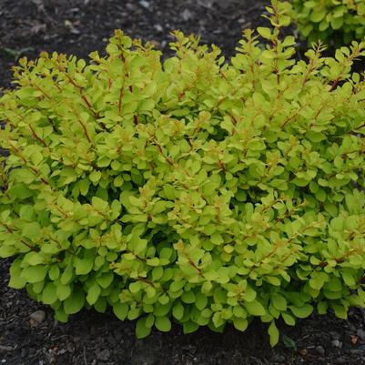 Berberis thunbergii WorryFree® Lemon Glow®
