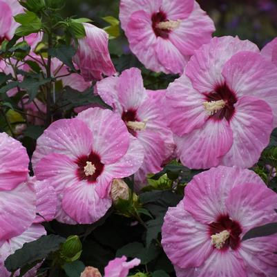 Hibiscus x Summerific® Spinderella