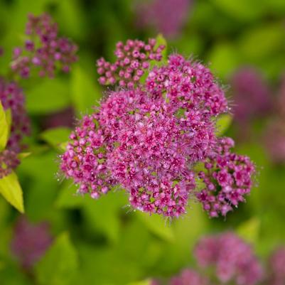 Spiraea japonica Little Spark®