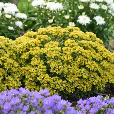 Sedum ROCK 'N LOW™ 'Bright Idea'