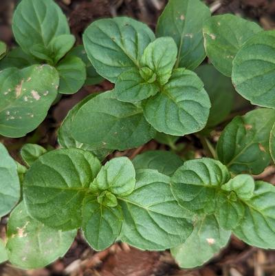 Mentha x 'Citrata'