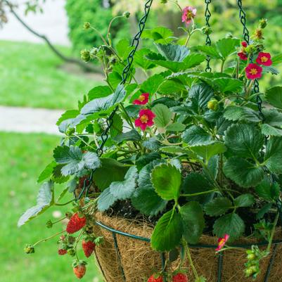 Fragaria ananassa Scarlet Belle™