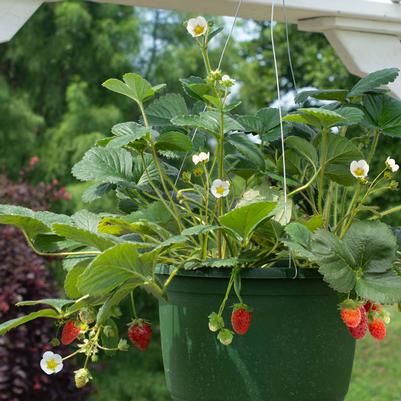 Fragaria ananassa Snowy Belle™
