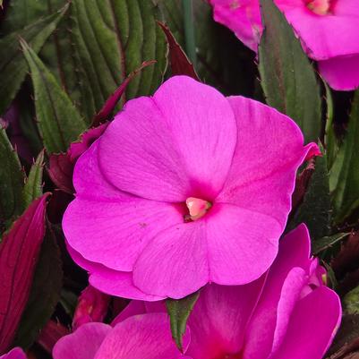 New Guinea Impatiens Assorted Mix
