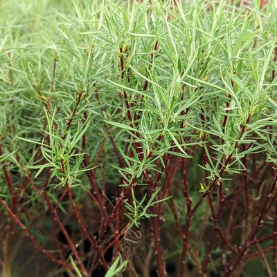 Salix eleagnos 