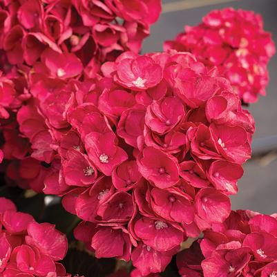 Hydrangea macrophylla Akadama™
