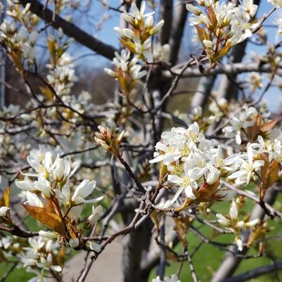 Amelanchier canadensis Spring Glory®