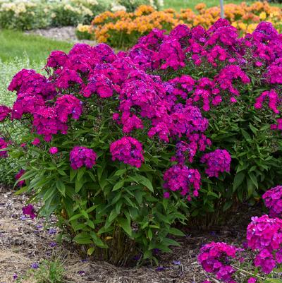 Phlox paniculata Luminary™ 'Ultraviolet'