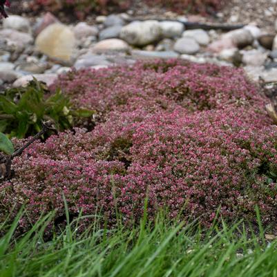 Sedum cauticola 'Steel the Show'