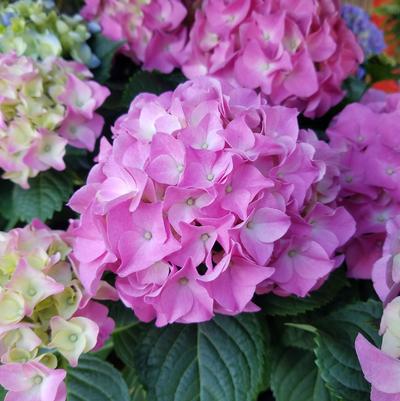 Hydrangea macrophylla 'Early Rosa'
