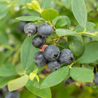 Vaccinium corymbosum hybrid 'Sapphire Cascade'