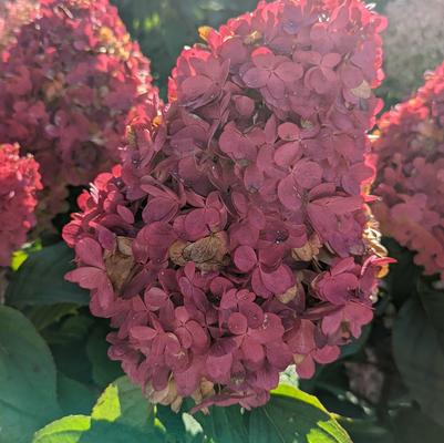 Hydrangea paniculata Love-A-Lot™ Pink