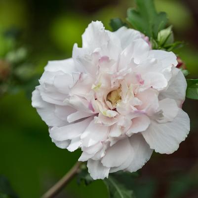 Hibiscus syriacus French Cabaret™ Blush
