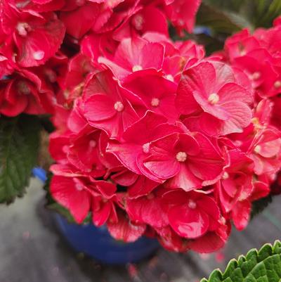 Hydrangea macrophylla Cherry-Go-Round™