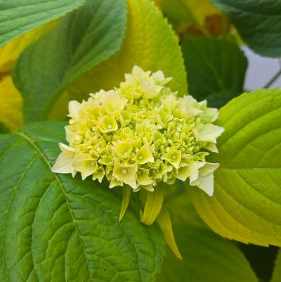 Hydrangea macrophylla 'Golden Penny'