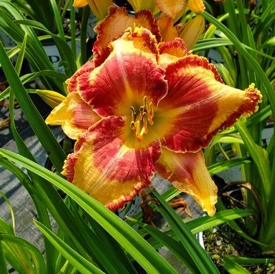 Hemerocallis Rainbow Rhythm® 'Lake of Fire'