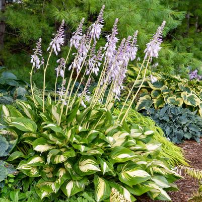 Hosta hybrid Shadowland® 'Miss America'